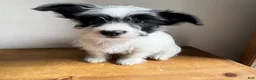 Chorkie dogs for sale: Cannoli - Ad 4