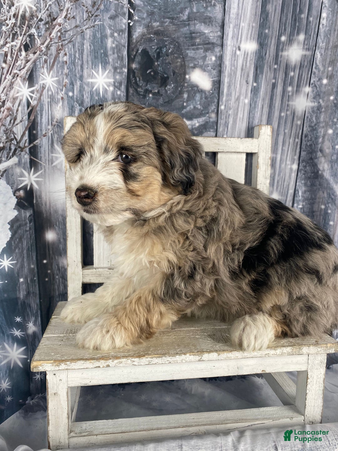 Aussiedoodle dogs for sale: Luke - Ad 14