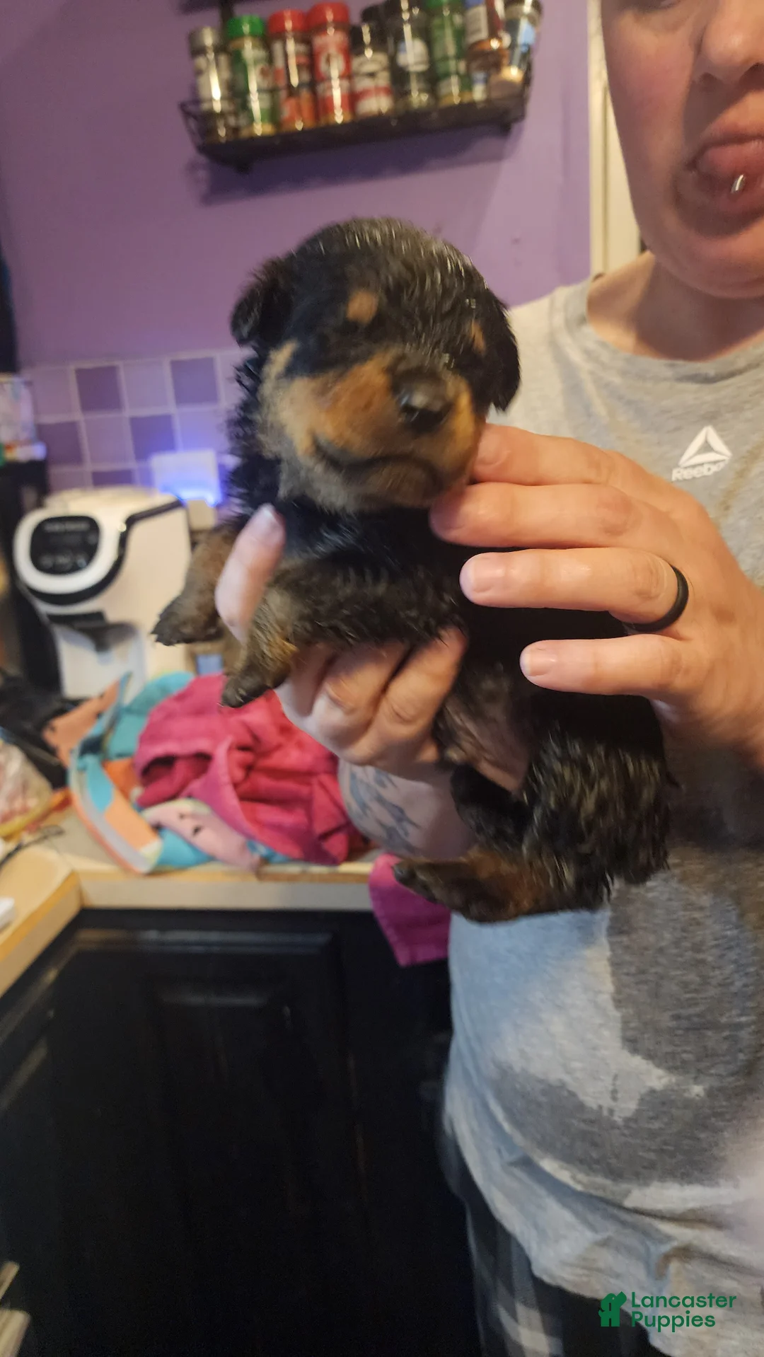 Rottweiler dogs for sale: Rottweiler Puppy 4 - Ad 1