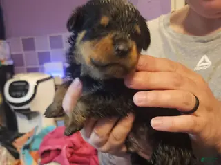 Rottweiler dogs Rottweiler Puppy 4 - Ad 22