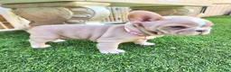 French Bulldog dogs for sale: Izzy - Ad 5