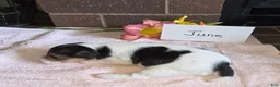 Wire Fox Terrier dogs for sale: (June) Wire Fox Terrier 4 - Ad 5