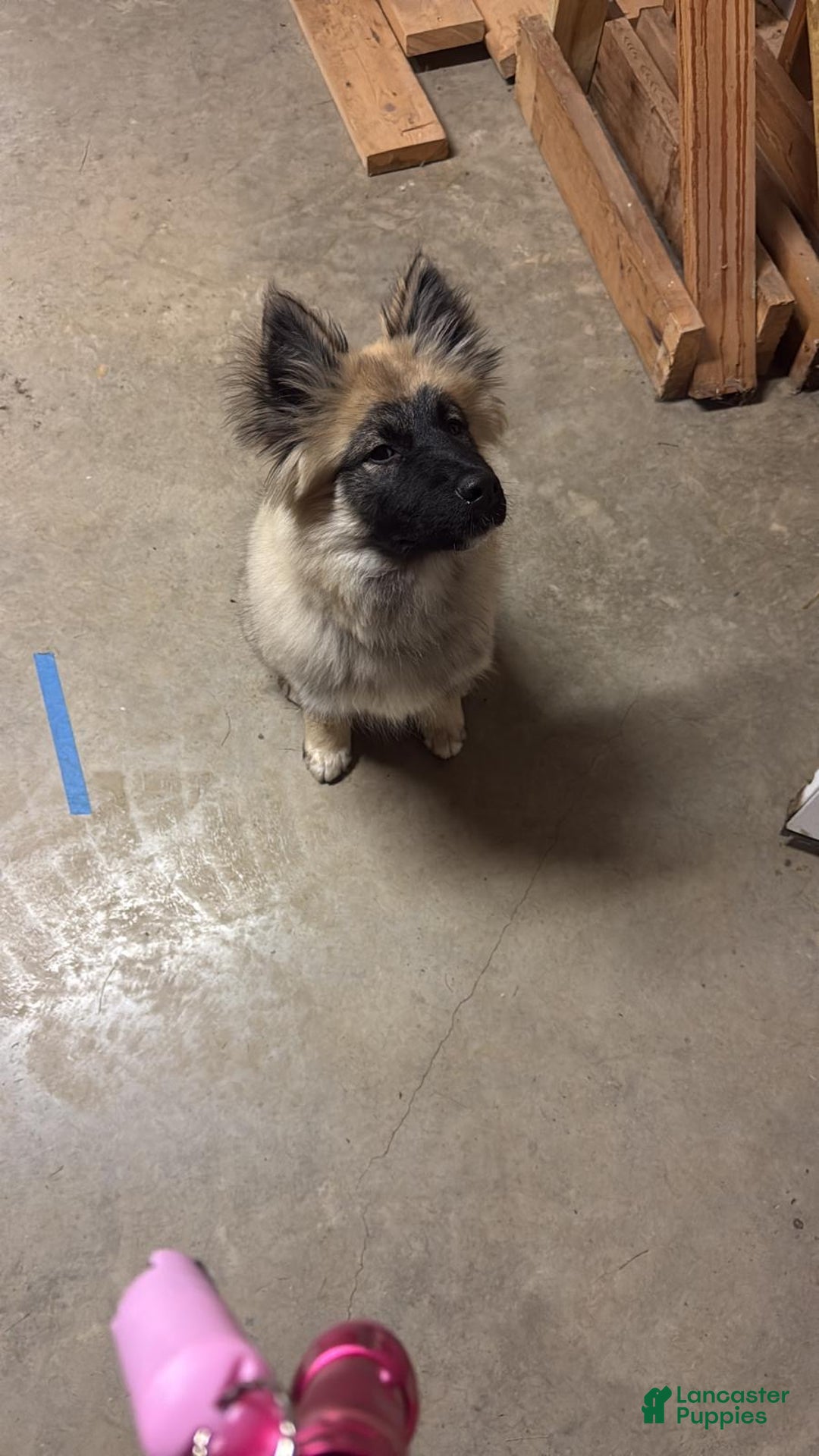 Mixed Breed dogs for sale: Mixed Breed Puppy 1 - Ad 6