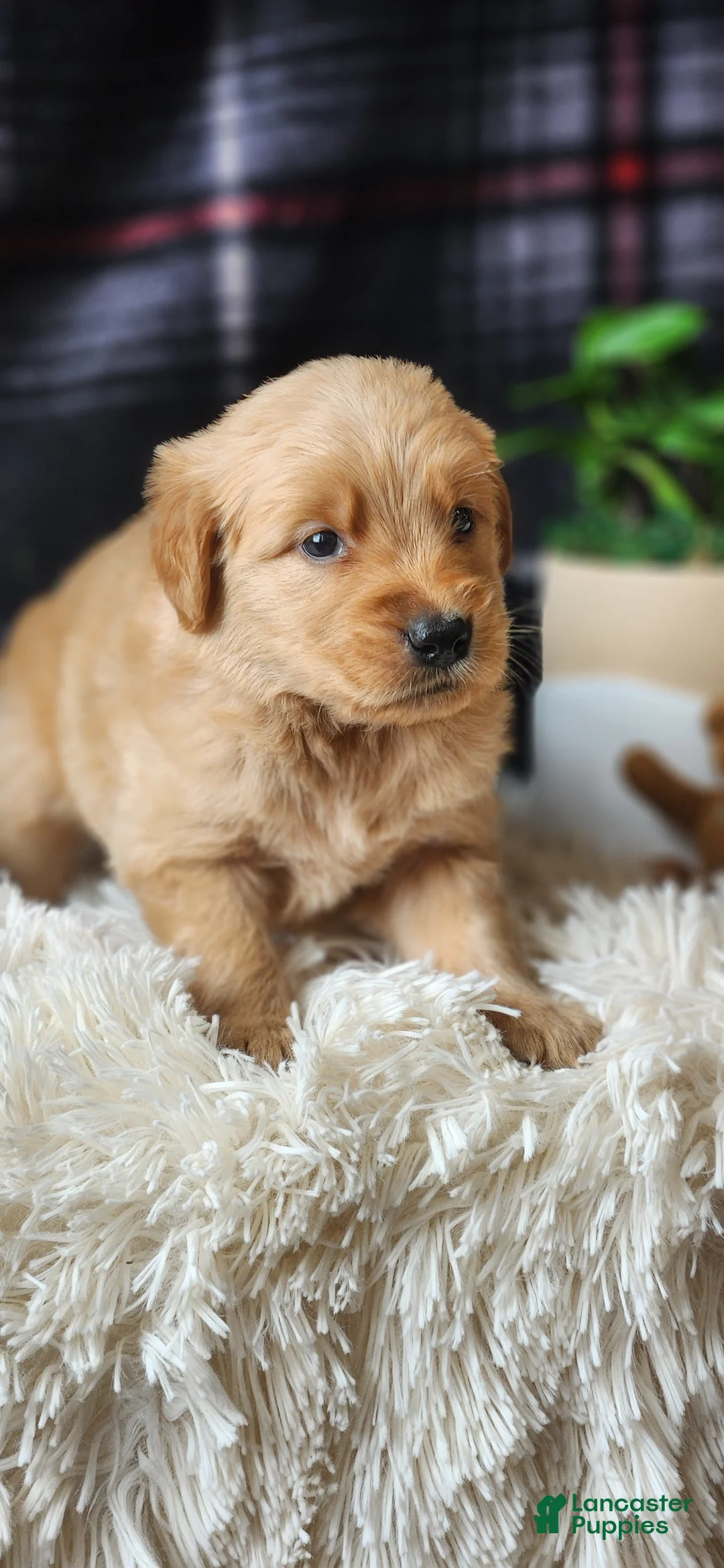 Golden Retriever dogs for sale: Logan - Ad 9