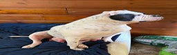 American Bulldog dogs for sale: Bella - Ad 6