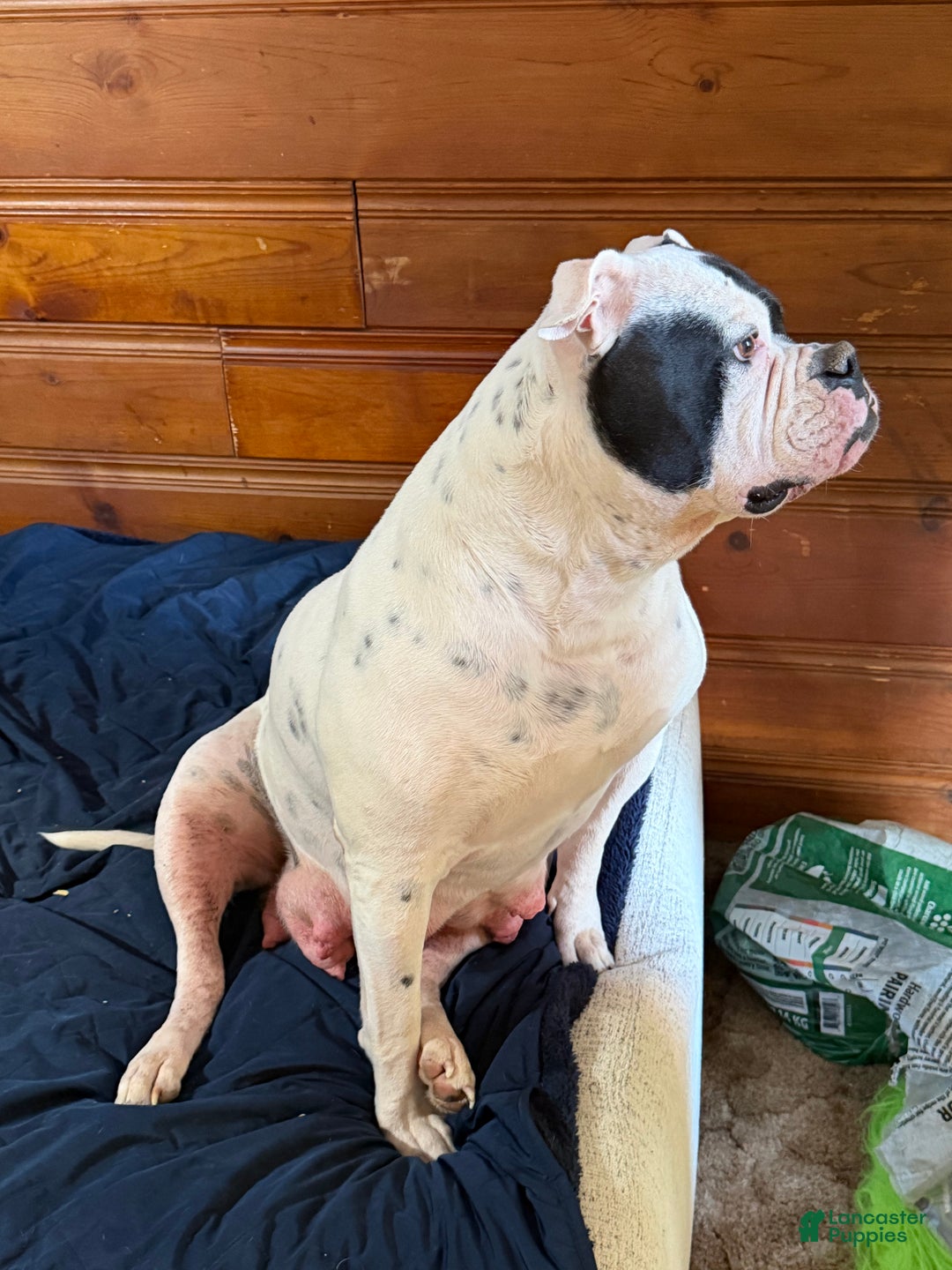 American Bulldog dogs for sale: Bella - Ad 6