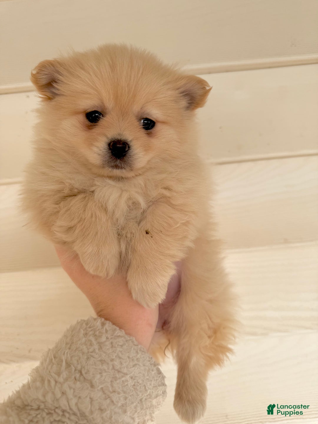 Pomeranian dogs for sale: Pomeranian Puppy 1 - Ad 2