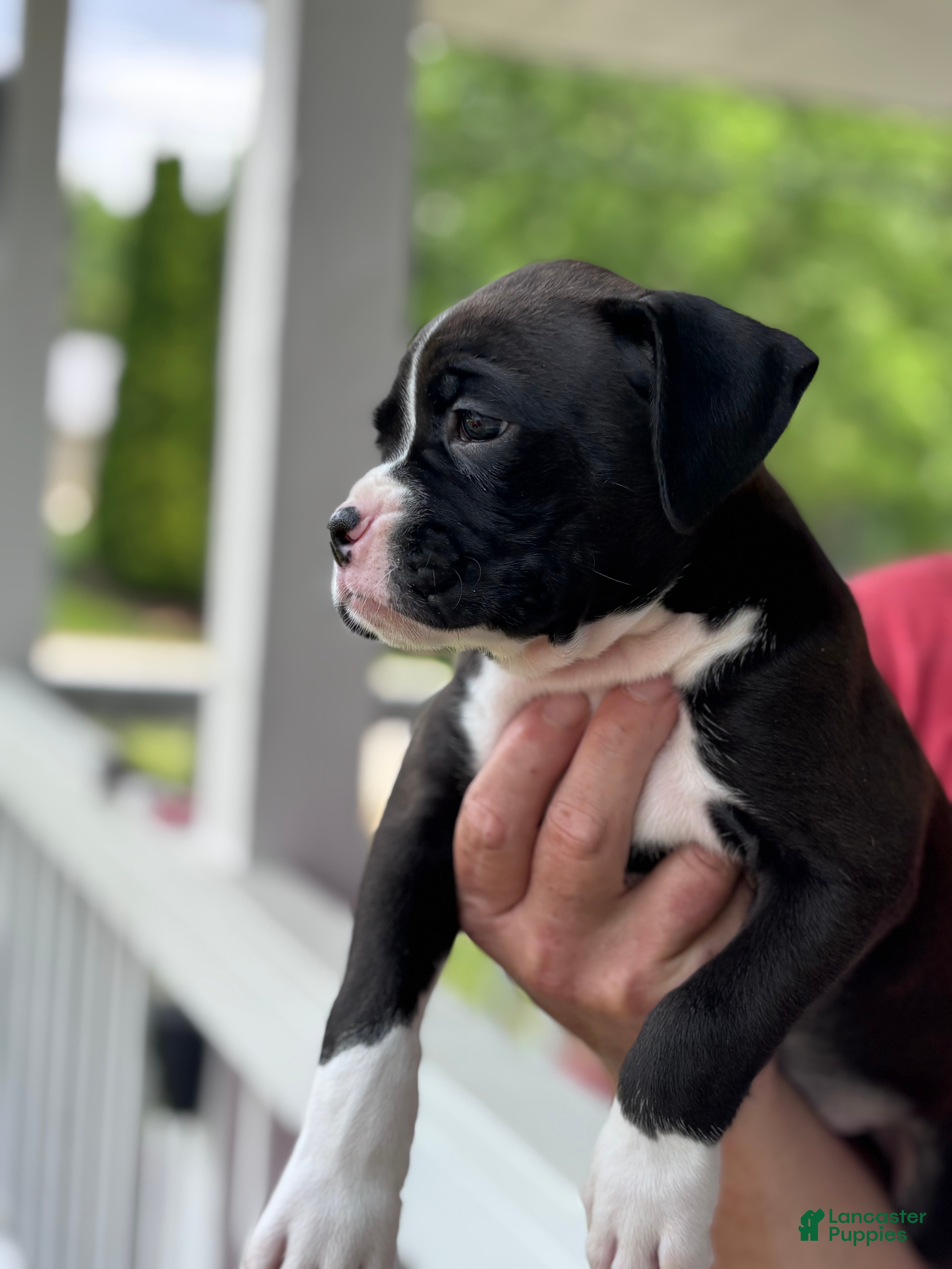 Boxer dogs Kinney - Ad 2