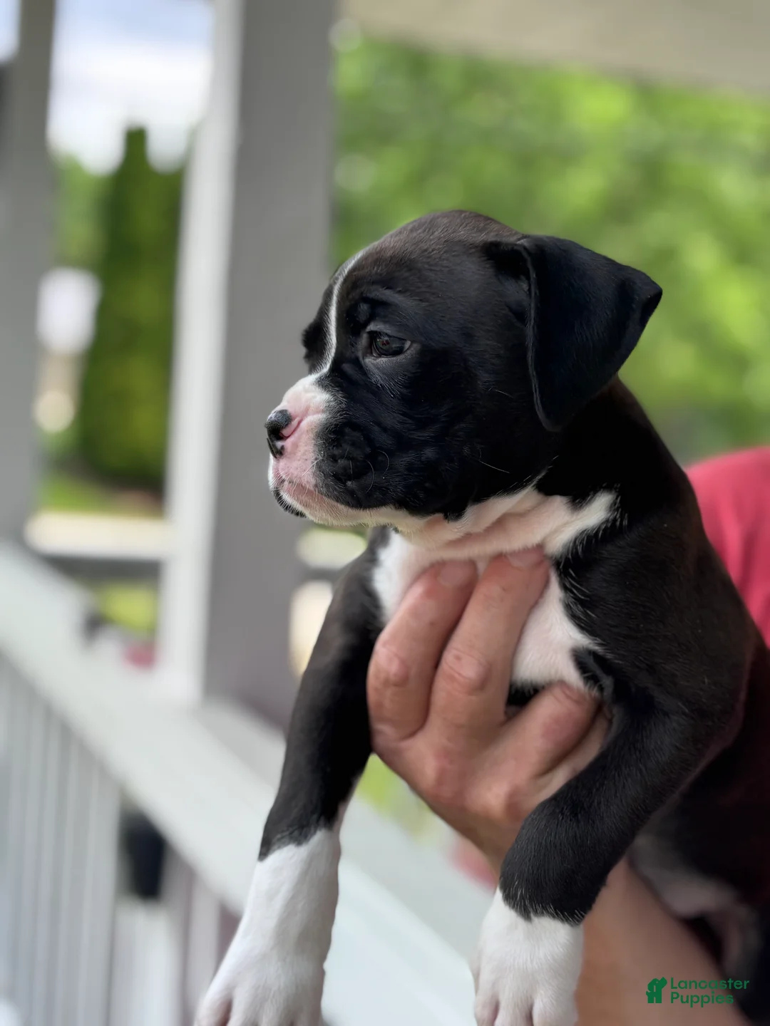 Boxer dogs for sale: Kinney - Ad 2