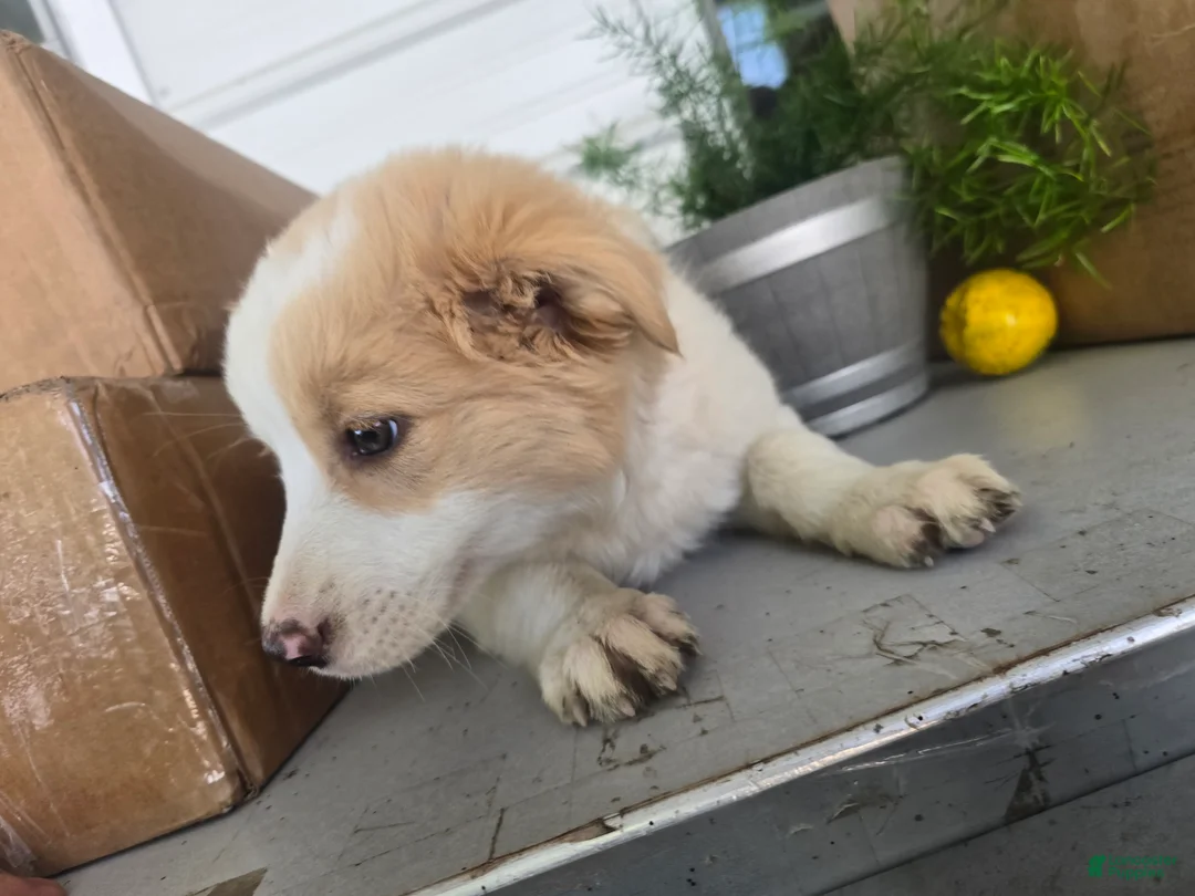 Border Collie dogs for sale: Goldie  - Ad 2