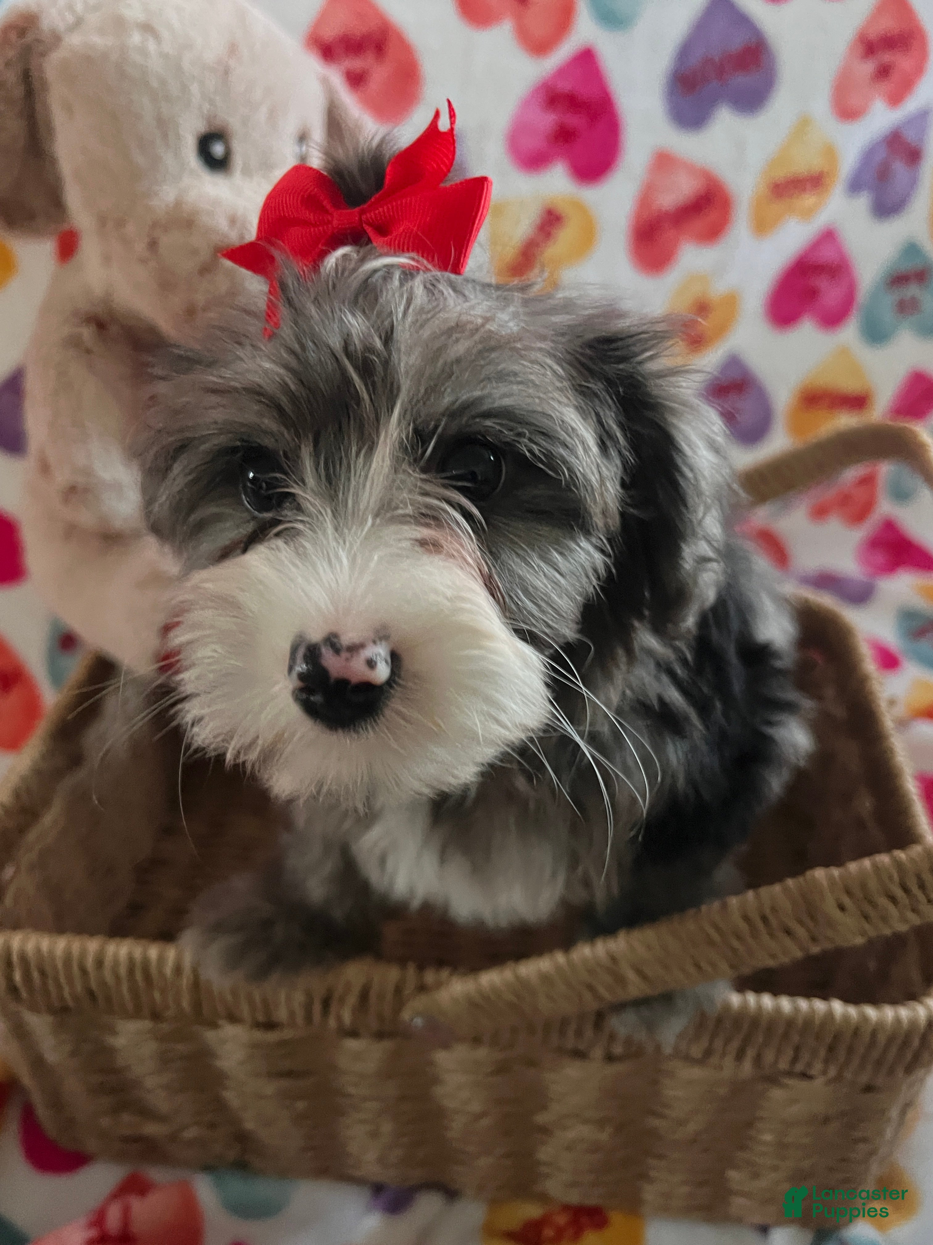 Yochon dogs Precious - Ad 11