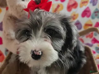 Yochon dogs Precious - Ad 11