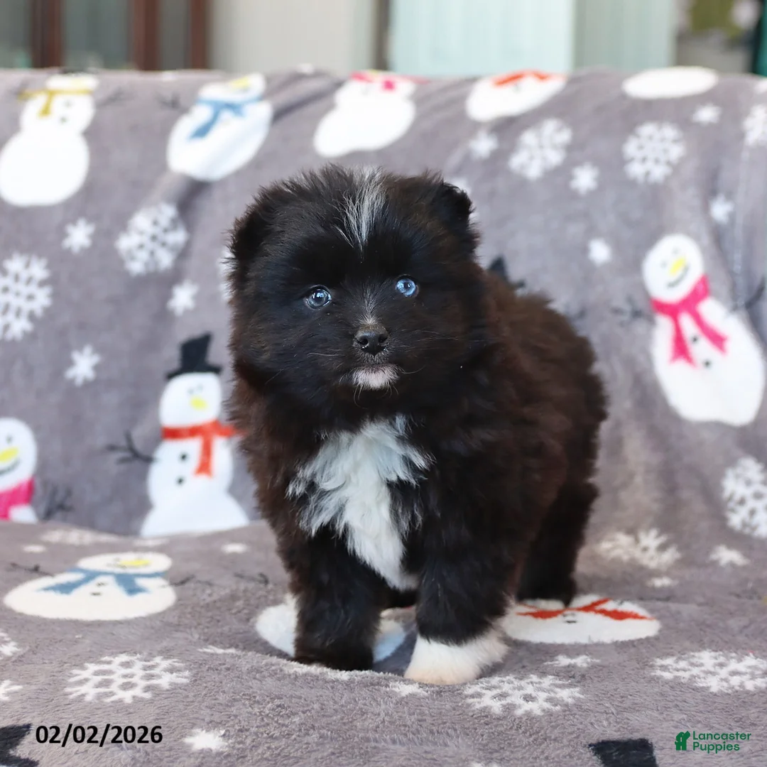 Pomsky dogs for sale: Isabelle - Ad 5