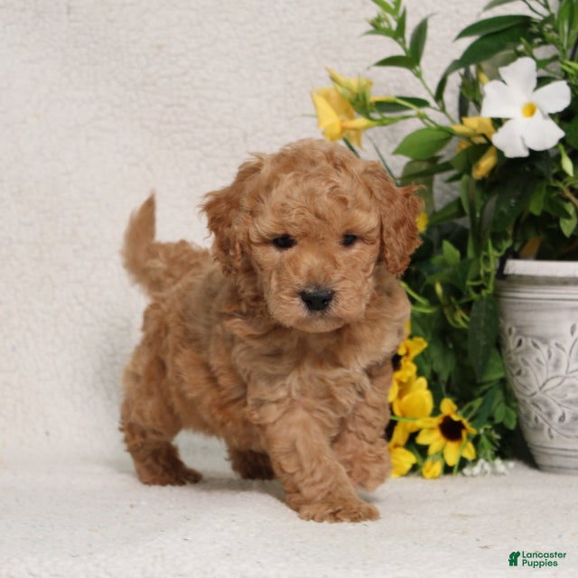 Mini Goldendoodle dogs for sale: Vance - Ad 4