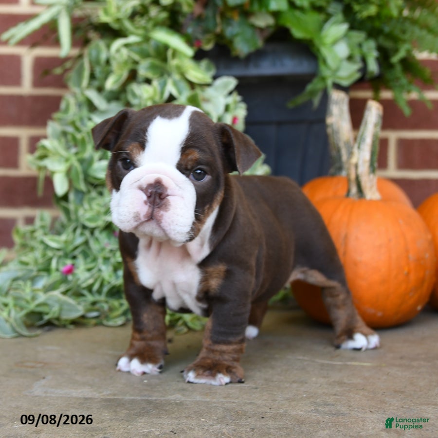 English Bulldog dogs Sweetie - Ad 1