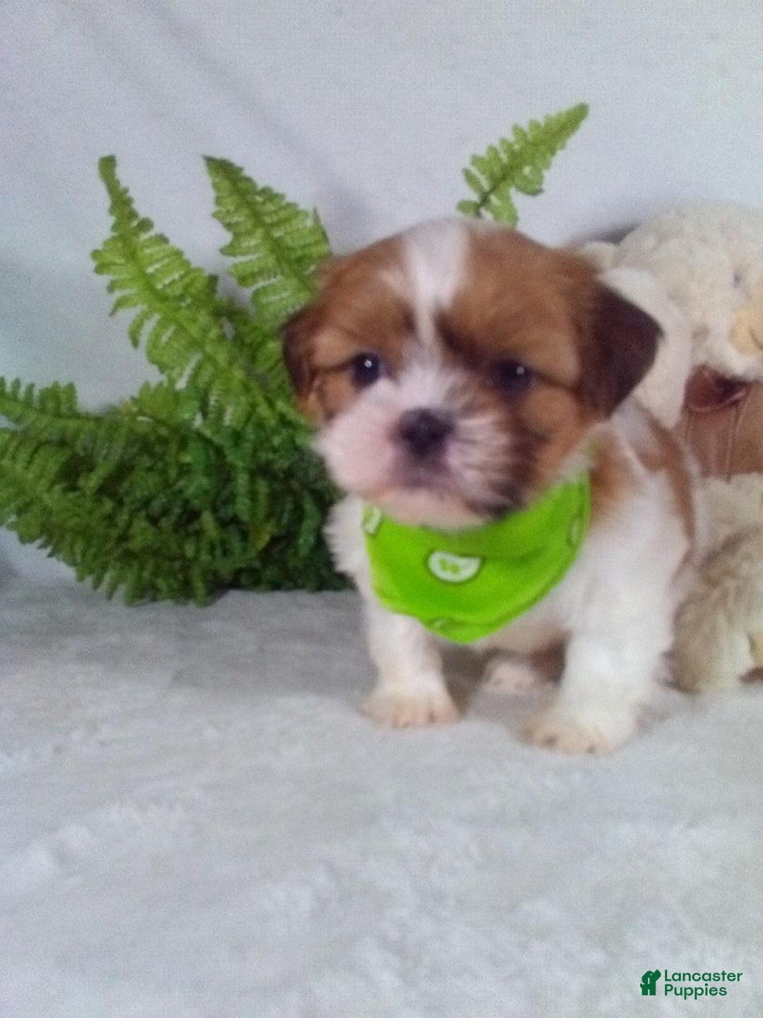 Shih Tzu dogs for sale: Carlos - Ad 4