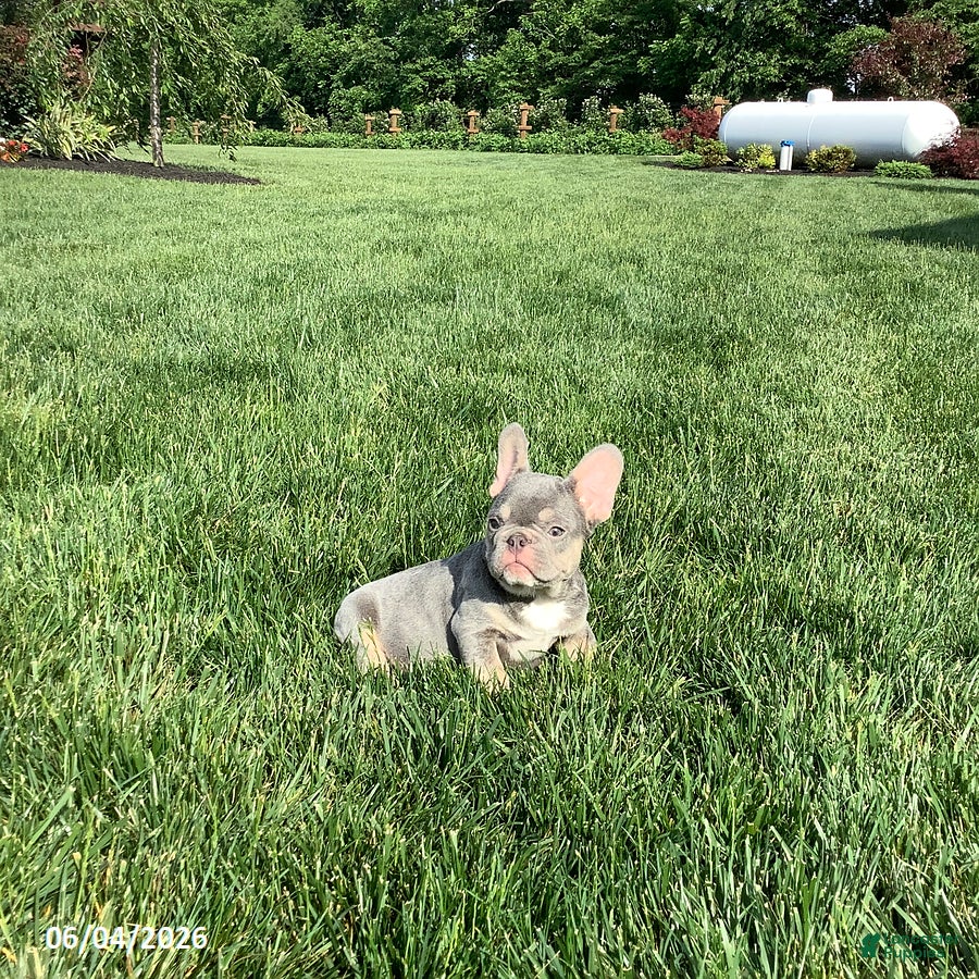 French Bulldog dogs for sale: Captain - Ad 3