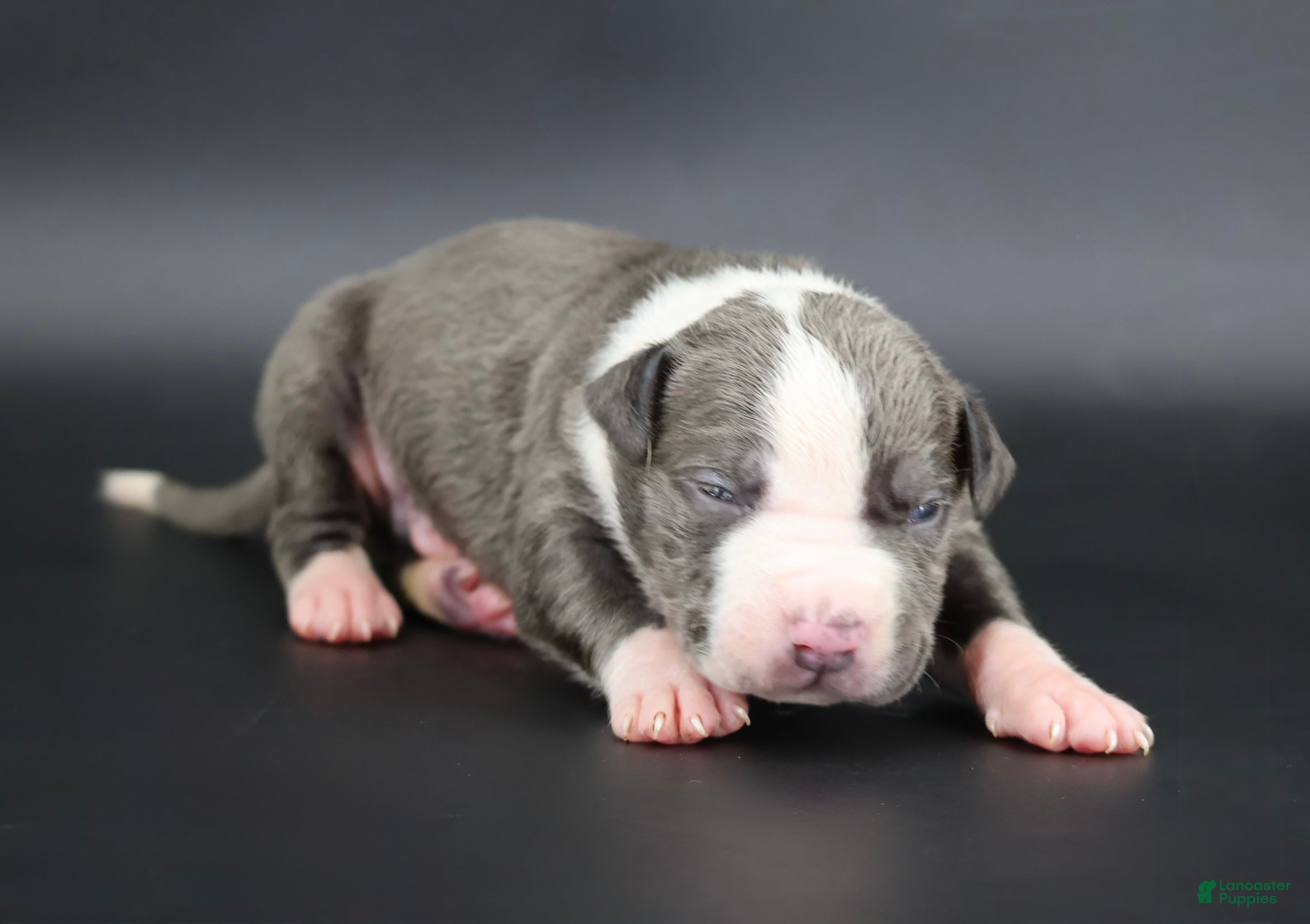American Bully dogs Sage - Ad 1