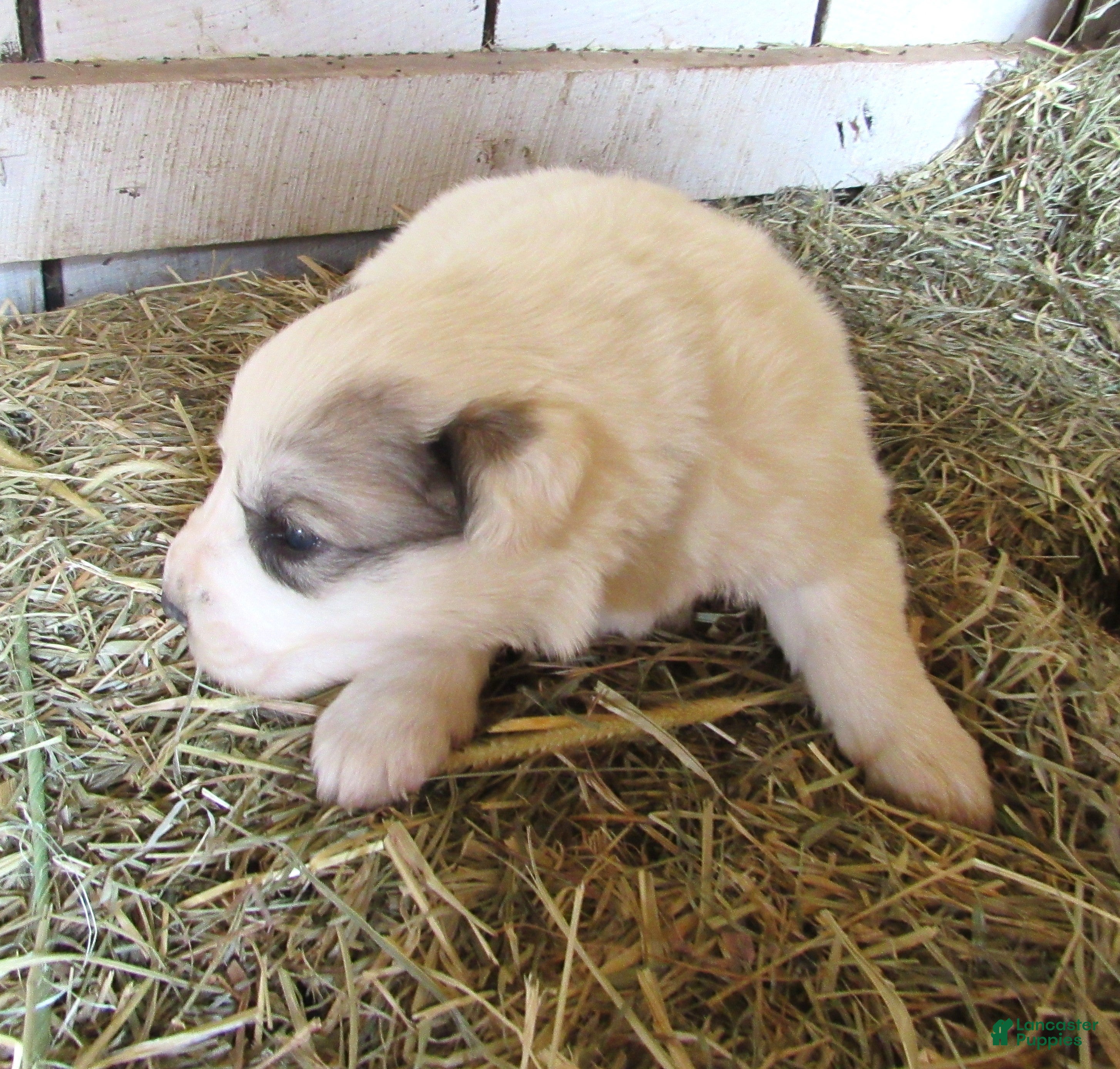 Great Pyrenees dogs Great Pyrenees Puppy 1 Badger Blue collar - Ad 1