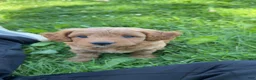 Mini Goldendoodle dogs for sale: Smoothie - Ad 4