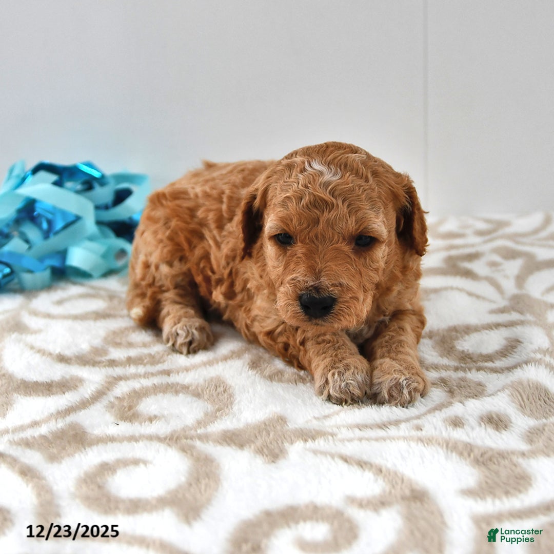 Mini Goldendoodle dogs for sale: Charlie - Ad 13
