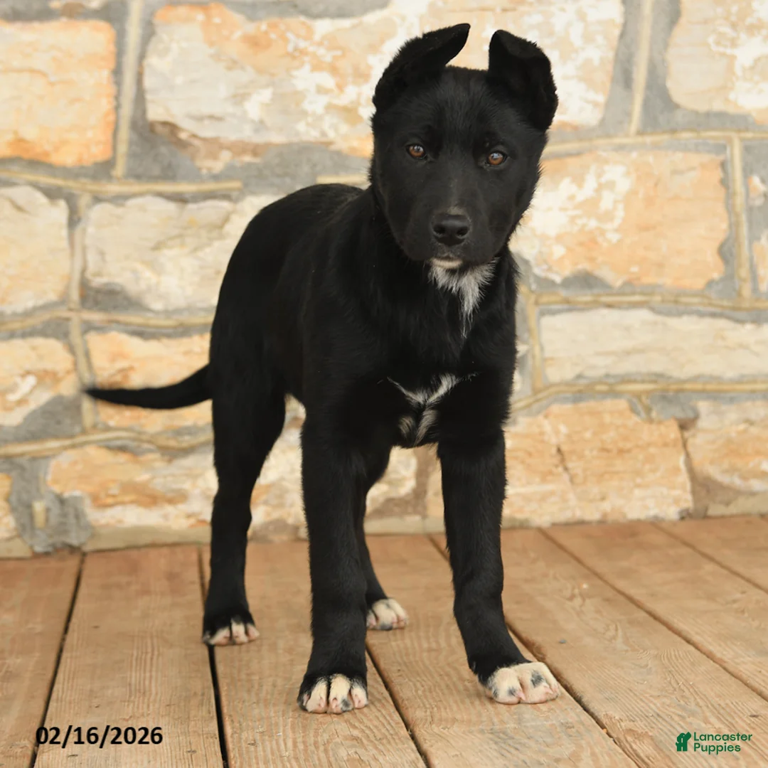 Mixed Breed dogs for sale: Gloria - Ad 1