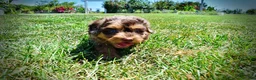Havapoo dogs for sale: Ironman - Ad 13