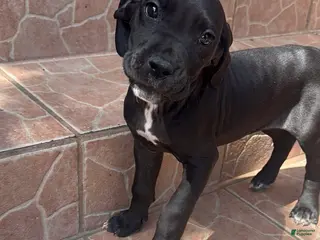 Daniff dogs Nala - Ad 1