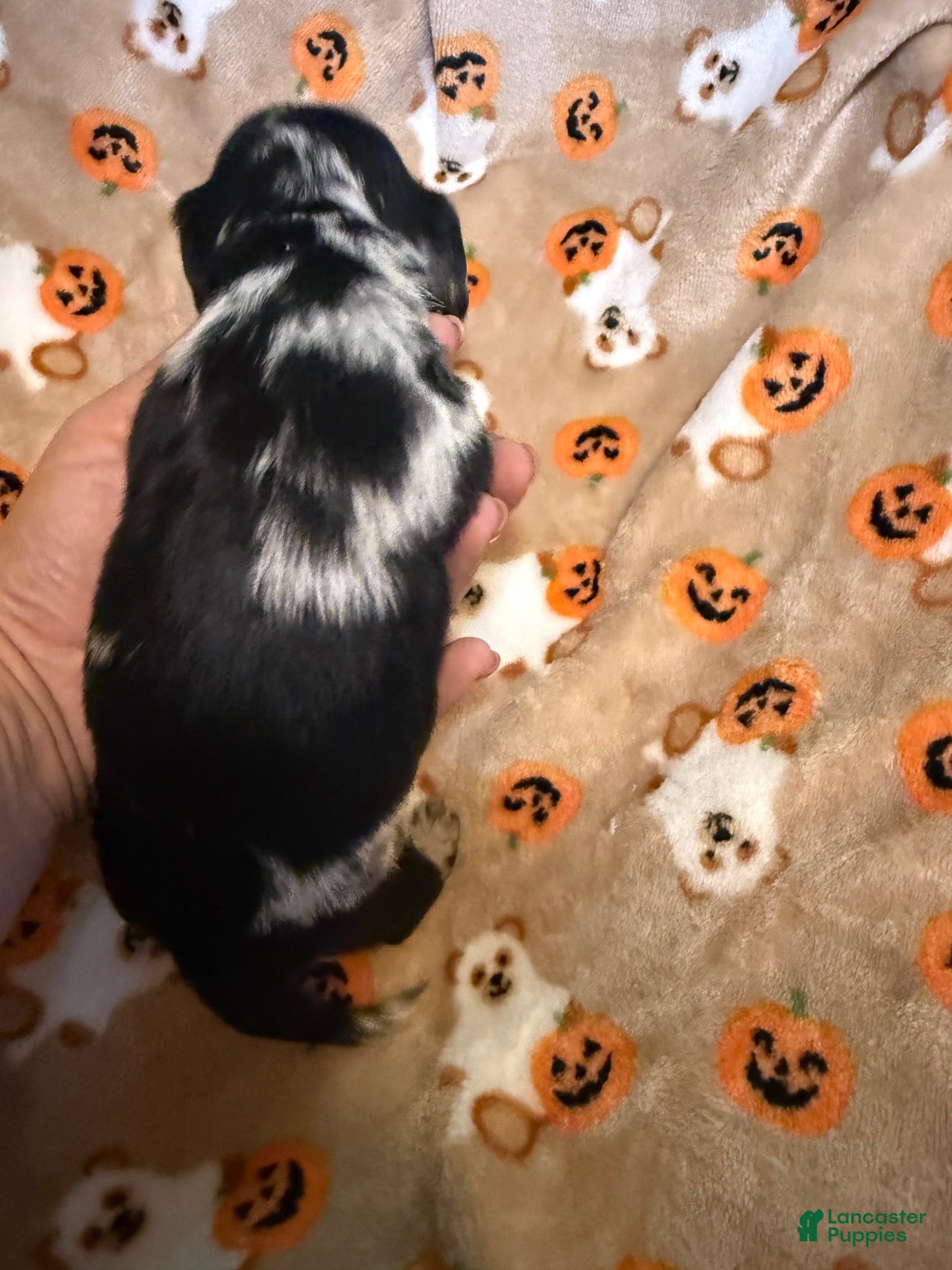 Miniature Dachshund dogs Dapple LH male  - Ad 2