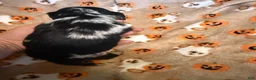 Miniature Dachshund dogs for sale: Dapple LH male  - Ad 2