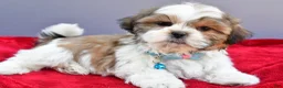 Shih Tzu dogs for sale: Skipper - Ad 5