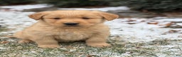 Golden Retriever dogs for sale: Sonic - Ad 6