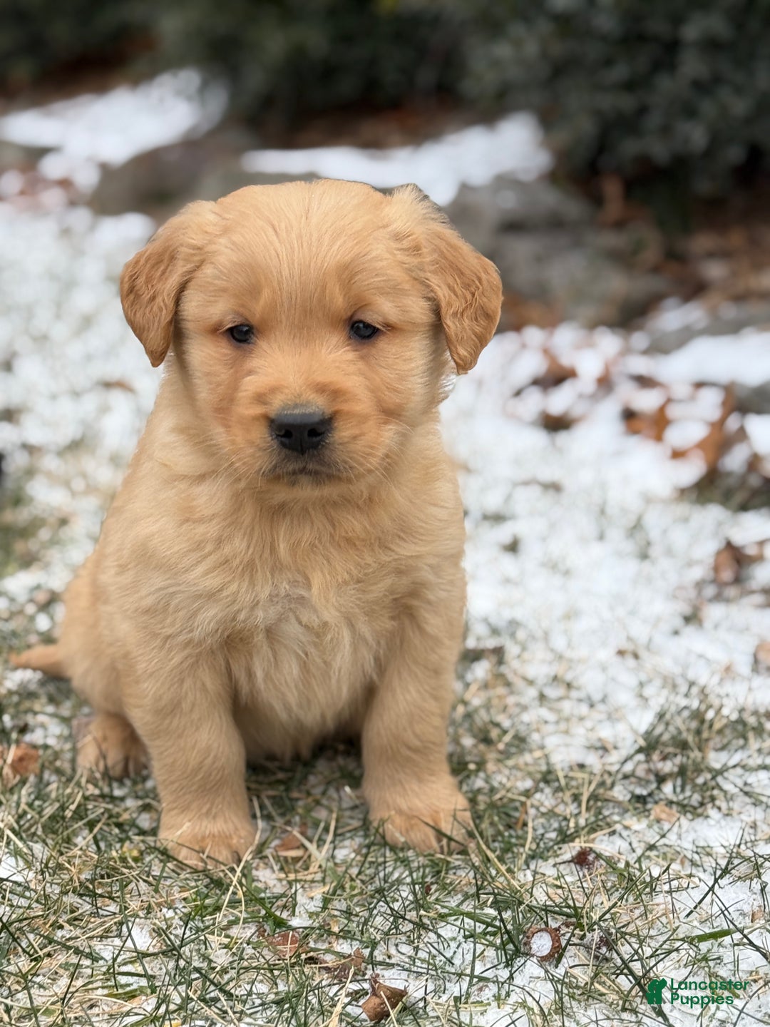 Golden Retriever dogs for sale: Sonic - Ad 6