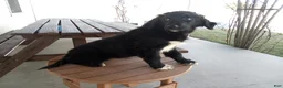 Mixed Breed dogs for sale: Blackie  - Ad 4