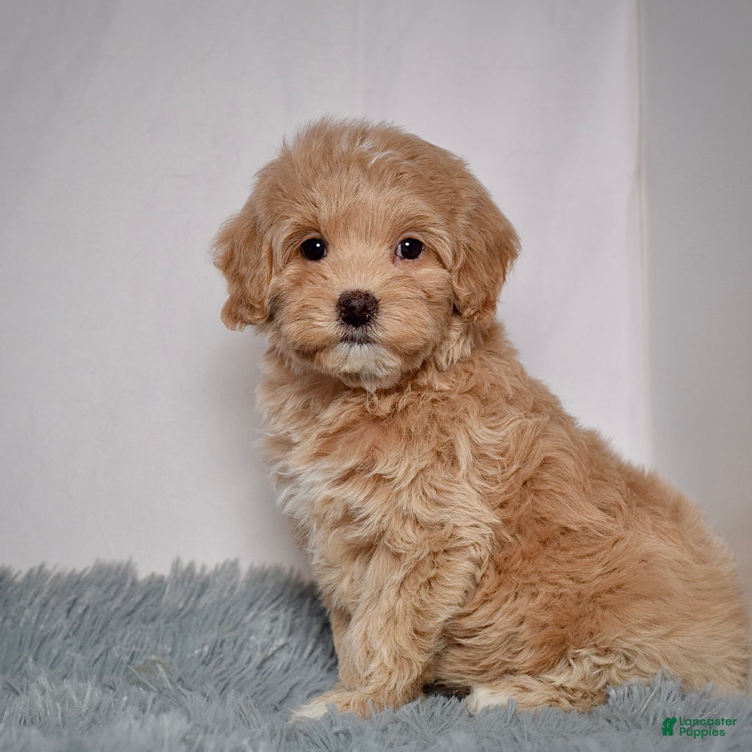 Mini Goldendoodle dogs for sale: Ms. Rosi - Ad 3