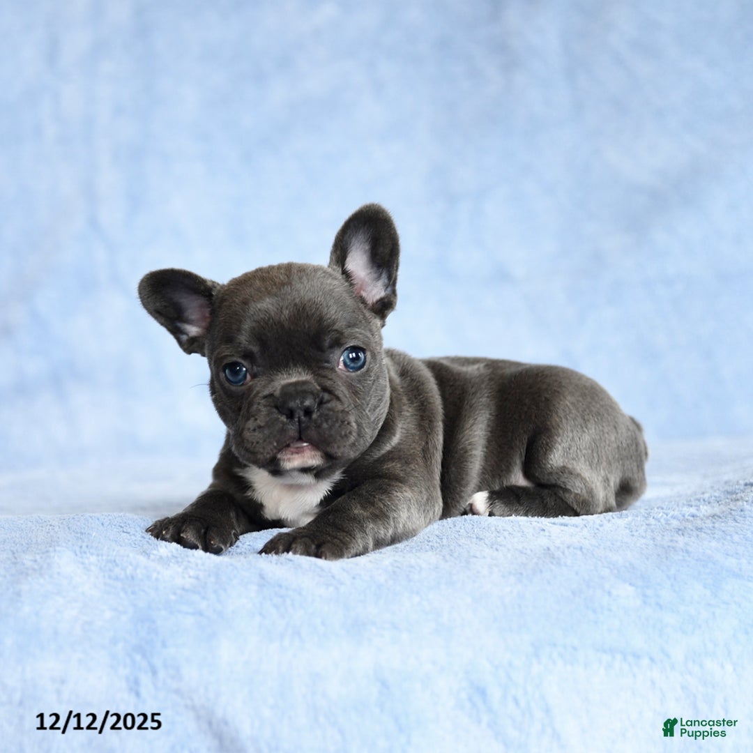 French Bulldog dogs for sale: Anna - Ad 3