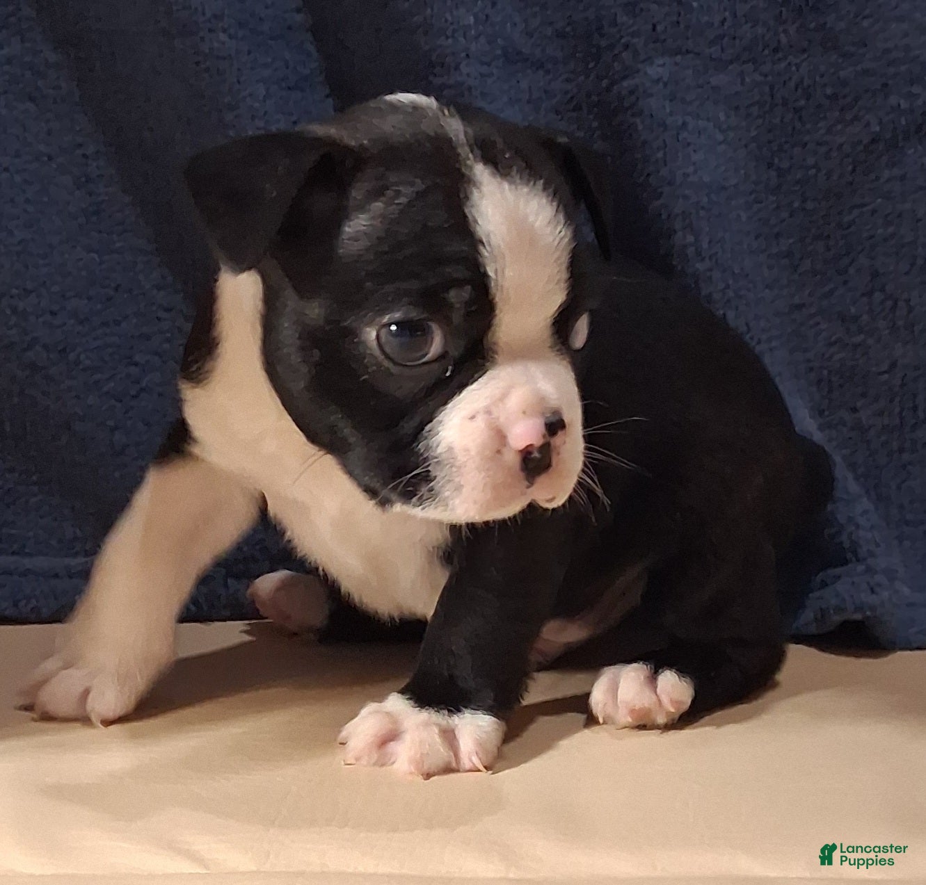 Boston Terrier dogs Aaron - Ad 2