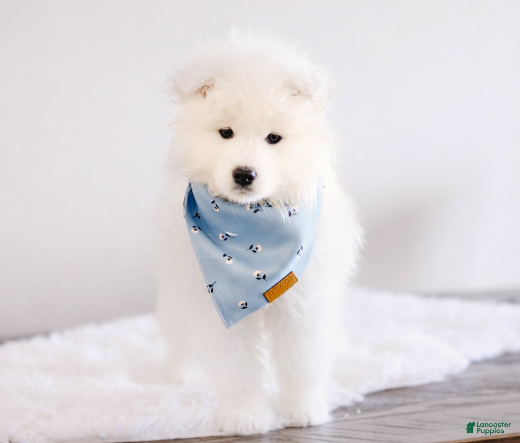 Samoyed dogs Sparki  - Ad 1