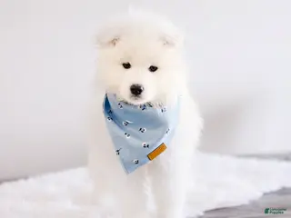 Samoyed dogs for sale: Sparki - Ad 1