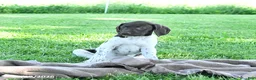 German Shorthaired Pointer dogs for sale: Ginger - Ad 5