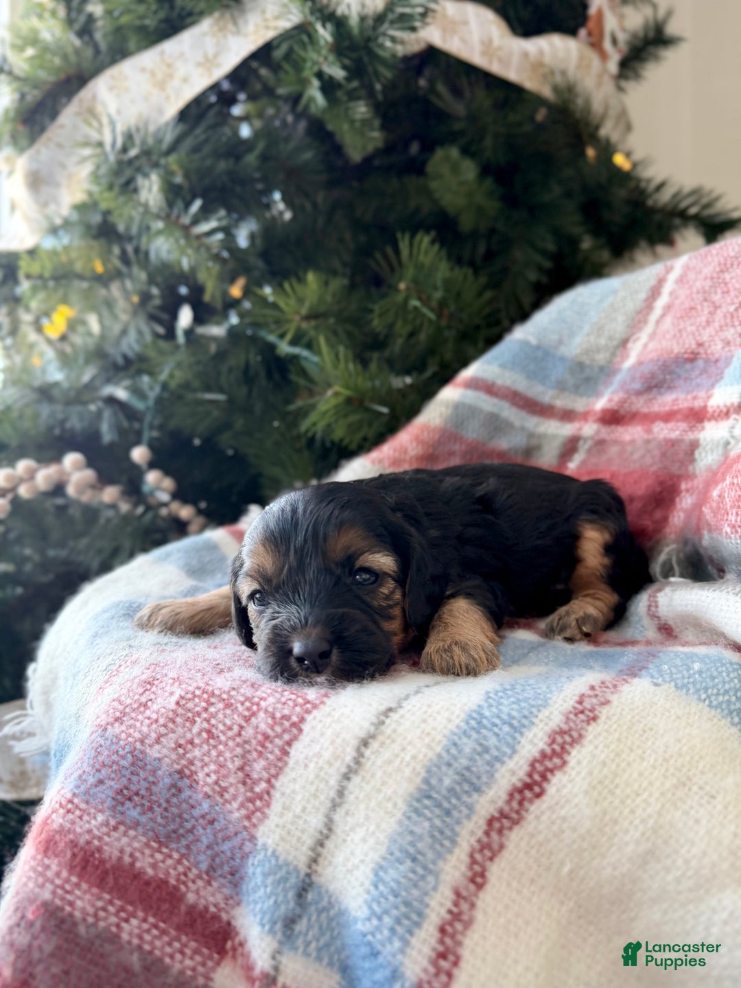 Cavapoo dogs for sale: Chestnut - Ad 1