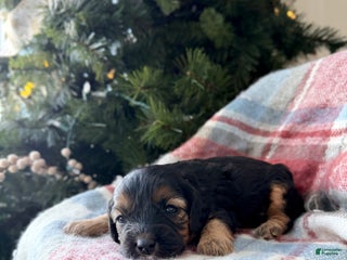 Cavapoo dogs Chestnut - Ad 24