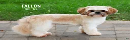 Shih Tzu dogs for sale: Flash - Ad 5