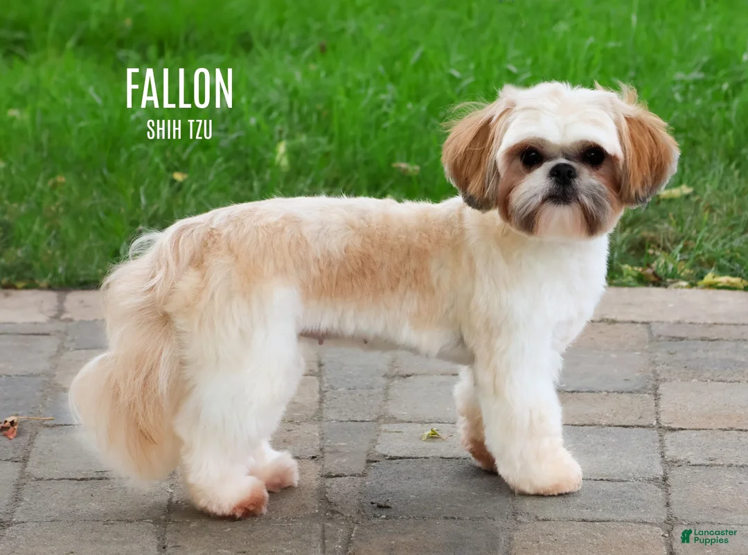 Shih Tzu dogs for sale: Flash - Ad 5