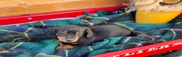 Miniature Dachshund dogs for sale: Clara - Ad 2
