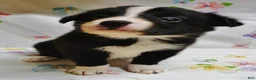 Border Collie dogs for sale: ROMAN - Ad 1