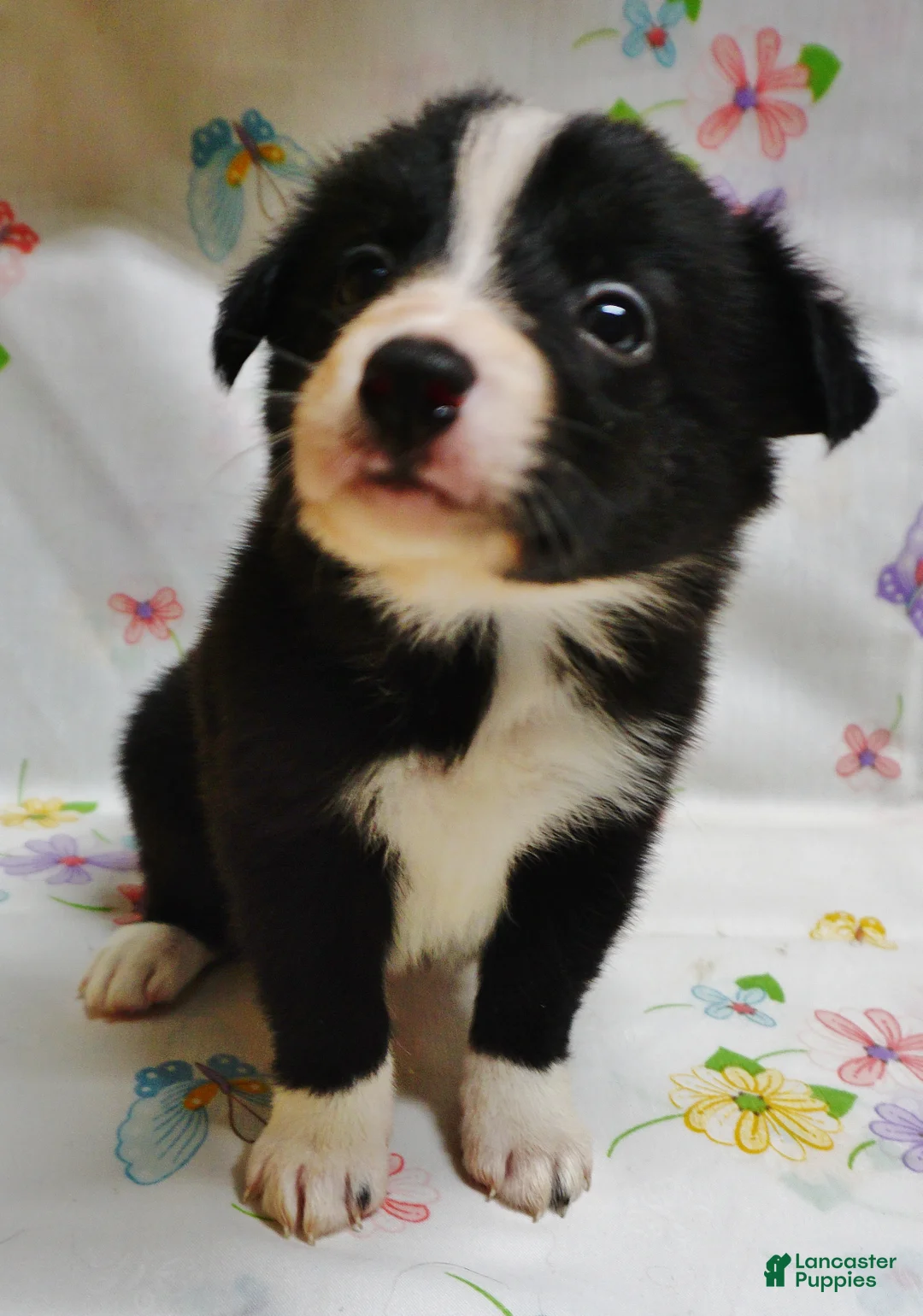 Border Collie dogs for sale: ROMAN - Ad 1