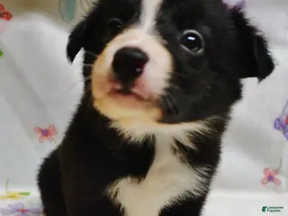 Border Collie dogs ROMAN - Ad 35