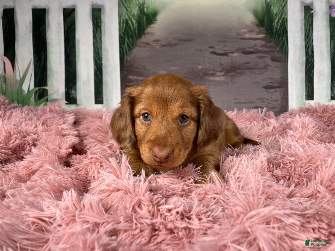 Miniature Dachshund dogs for sale: AKC-Brody - Ad 10