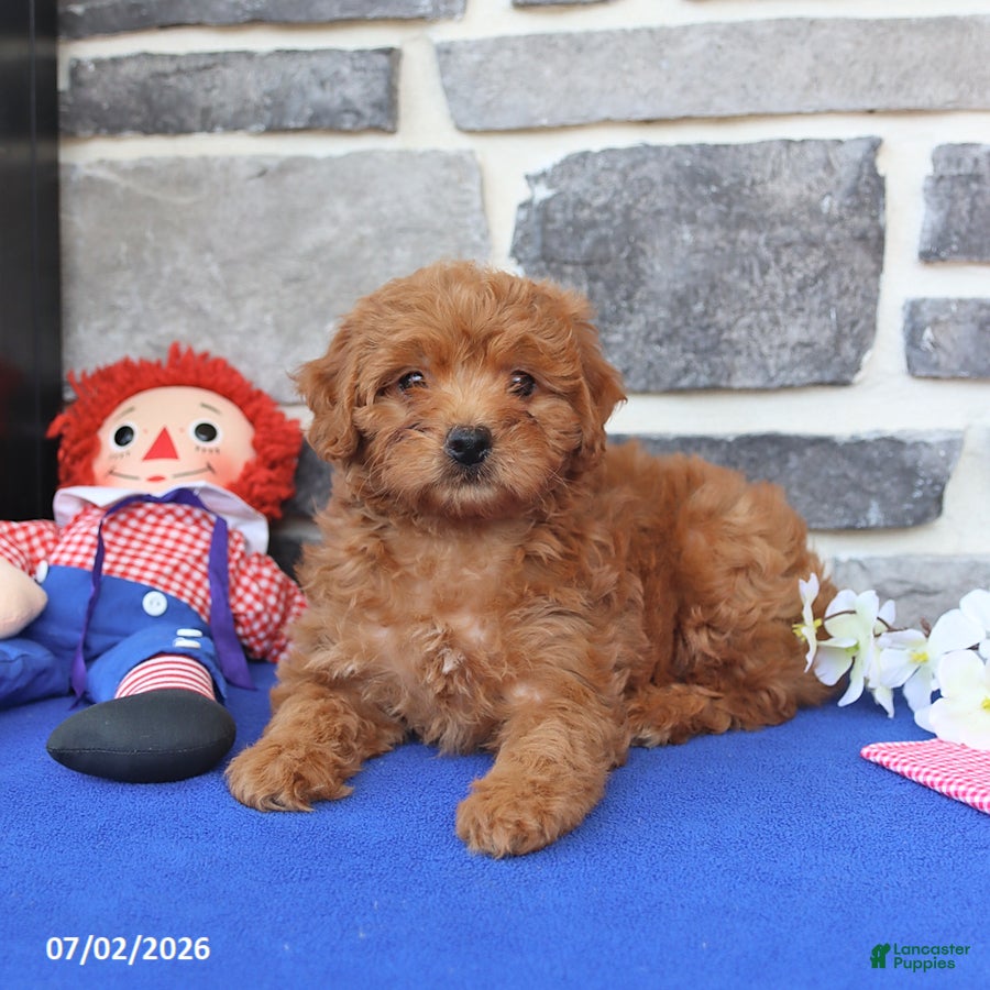 Mini Goldendoodle dogs Chloe - Ad 1
